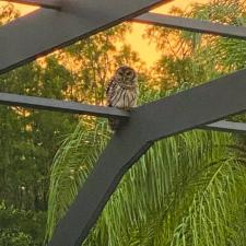 Pool Enclosure Painting in Lutz, FL 2